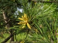 Small cute yeallow and green pine tree cones on a branch Royalty Free Stock Photo