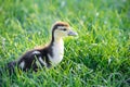 Small cute yellow duck walking curiously in a fresh green grass