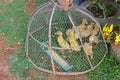 Small cute yellow ducks babies being captured in a coop with foo