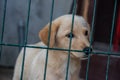 Small cute yellow puppy behind bars in cage at shelter for abounded homeless dogs