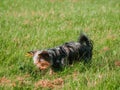 Small cute Yorkshire terrier dog on green grass in a field of a park. Walking pet concept. Animal care and wellbeing. Warm sunny Royalty Free Stock Photo