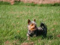 Small cute Yorkshire terrier dog on green grass in a field of a park. Walking pet concept. Animal care and wellbeing. Warm sunny Royalty Free Stock Photo