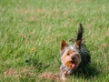 Small cute Yorkshire terrier dog on green grass in a field of a park. Walking pet concept. Animal care and wellbeing. Warm sunny Royalty Free Stock Photo