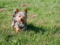 Small cute Yorkshire terrier dog on green grass in a field of a park. Walking pet concept. Animal care and wellbeing. Warm sunny Royalty Free Stock Photo