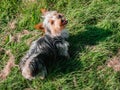 Small cute Yorkshire terrier dog on green grass in a field of a park. Walking pet concept. Animal care and wellbeing. Warm sunny Royalty Free Stock Photo