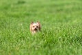 Small cute yorkshire terrier dog lost among green grass at summer Royalty Free Stock Photo