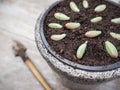 Cuttings from a succulent Sedum rubrotinctum rosea Royalty Free Stock Photo