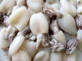 Small cuttlefish fresh Royalty Free Stock Photo