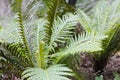 Small cycads Royalty Free Stock Photo