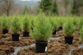 Small cypress or thuja trees growing in pots in tree farm nursery Royalty Free Stock Photo