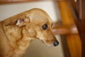 small dachshund crossbreed dog attentive and with flattened ears