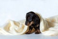 A small Dachshund puppy under a light yellow blanket. Concept of staying at home