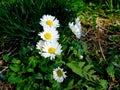 Small daisies in april grass