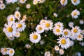 Small daisies on a background of green grass. Flowers and blurred background.