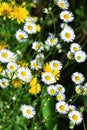 Small daisies on the field in summer time