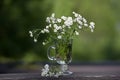 Small daisies in a glass