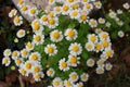 Small daisies with green leaves.