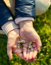 Small daisies in hands