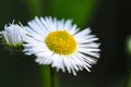 Small daisy