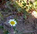 Small daisy flower