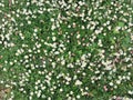 Small daisy flowers in green grass