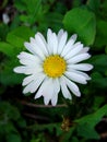 Small daisy in grass