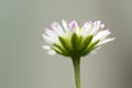 Small Daisy With A Green Grass Bokeh Background