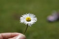 Small Daisy Held In A Hand With A Green Grass Bokeh Background