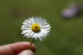 Small Daisy Held In A Hand With A Green Grass Bokeh Background