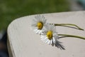 Two Small Daisies Lying On A Wooden Table With A Green Grass Bokeh Background