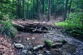 small dam on the stream created by the beaver in rainforest Vinatovaca in Serbia Royalty Free Stock Photo