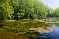 Small Danuba River, Slovakia Royalty Free Stock Photo