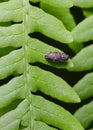 A small dark beetle with an iridescent wing stripe on the regular structure of shrub leaves