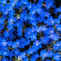 Small dark blue flowers that grow closely together and form a blue to violet background. Royalty Free Stock Photo