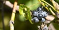 Small grapes on the vine