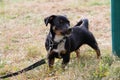 A dark colored dog on a lead in the garden