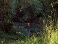 A small dark dark mysterious fairy-tale forest lake with mud, framed by summer green grass Royalty Free Stock Photo