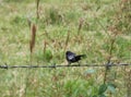 Small bird on the barbed wire Royalty Free Stock Photo