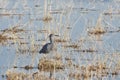 Slaty Egret in Floodplain Royalty Free Stock Photo