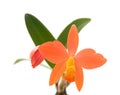 Small dark orange Cattleya orchid