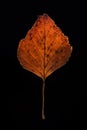 Small dark orange dried autumn leaf macro close up vertical shot isolated on black background Royalty Free Stock Photo