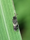 A small, dark parasitic wasp, possibly a Chelonus species common in Indonesia, rests on a green leaf. Royalty Free Stock Photo