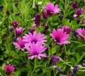 Small Dark Pink Composite Wild Flowers In Greece