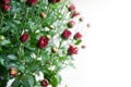 Small dark red chrysanthemum buds on white background in mild light Royalty Free Stock Photo