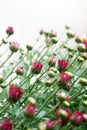Small dark red chrysanthemum buds on white background in mild light Royalty Free Stock Photo