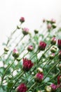 Small dark red chrysanthemum buds on white background in mild light Royalty Free Stock Photo