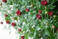 Small dark red chrysanthemum buds on white background in mild light Royalty Free Stock Photo