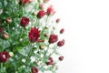 Small dark red chrysanthemum buds on white background in mild light Royalty Free Stock Photo