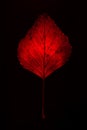 Small dark red dried autumn leaf macro close up vertical shot isolated on black background Royalty Free Stock Photo