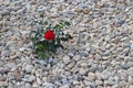 A small dark red rose blooms on the stones. A brushed pebble. Decoration of gardens and flower beds. Landscaping design of villas